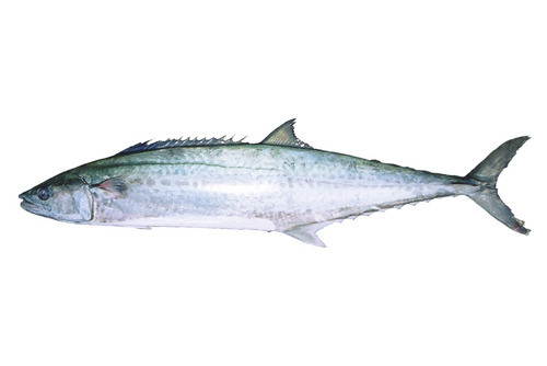 116_sawara