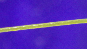 RIMG0310