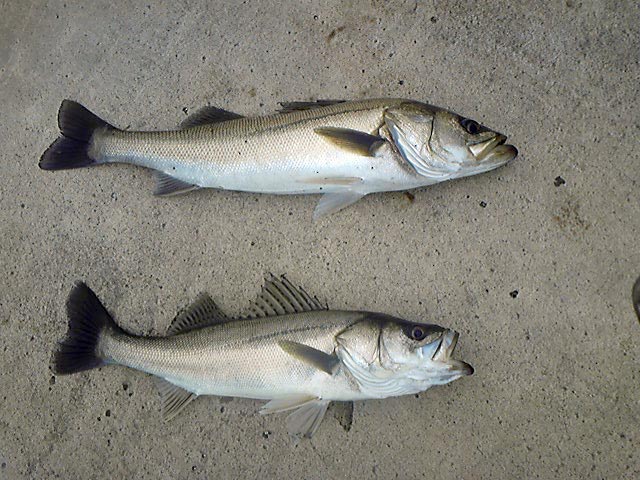 シーバスを釣ろう シーバスとは 何でもルアーフィッシング シーバスを釣ろう シーバスとは 何でもルアーフィッシング