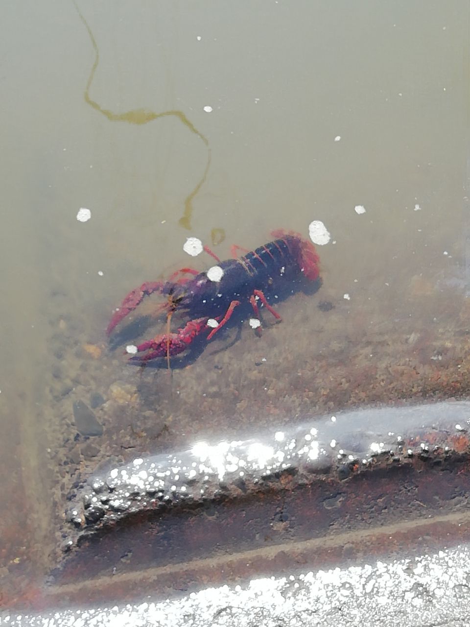 アメリカザリガニ あの頃のバス釣り アメリカザリガニ あの頃のバス釣り