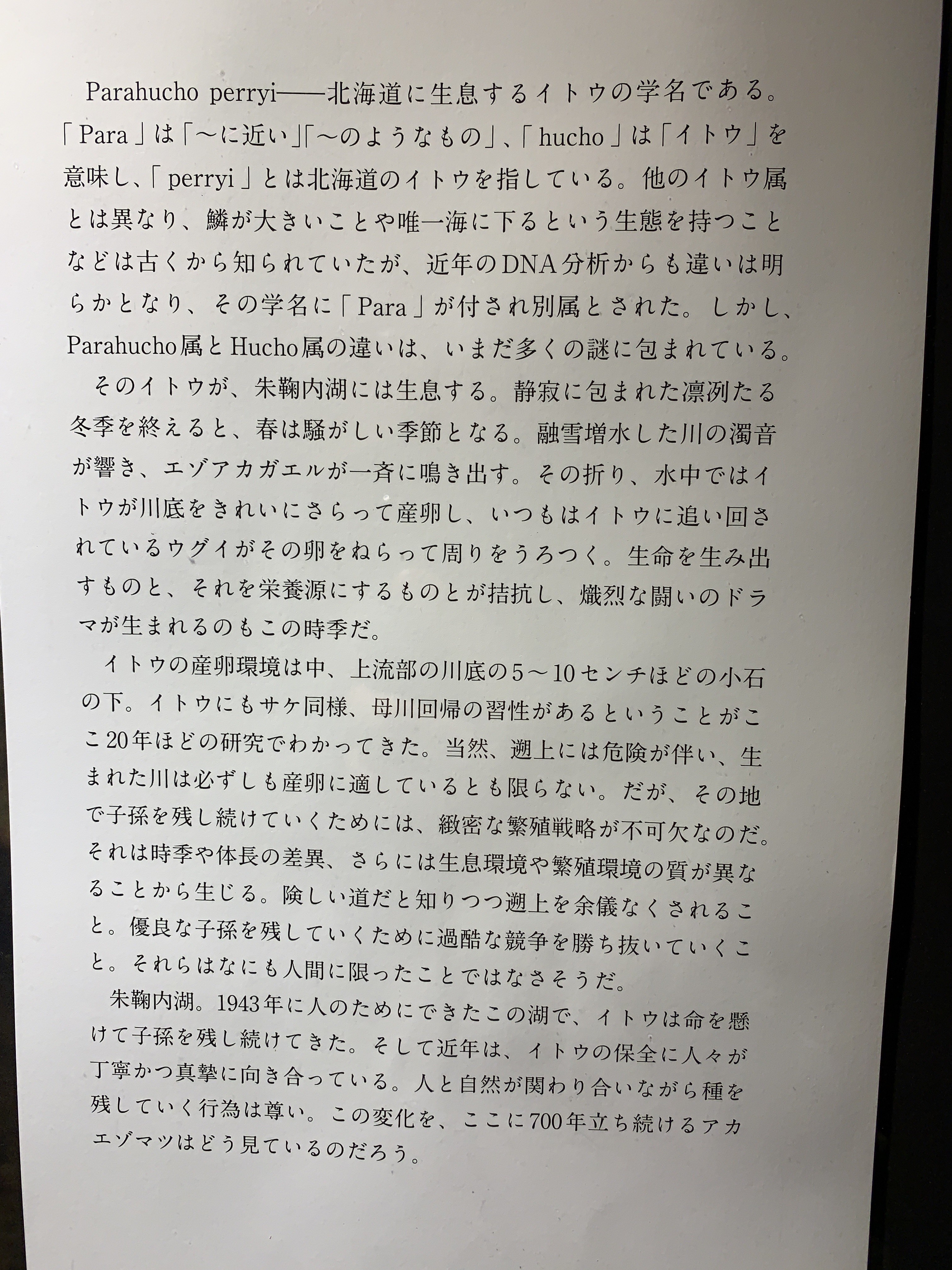 パラ イトウ釣り日記 パラ イトウ釣り日記
