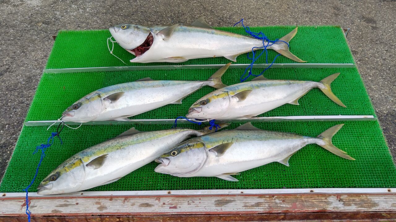 ブリラッシュ まるちょうチヌ通信