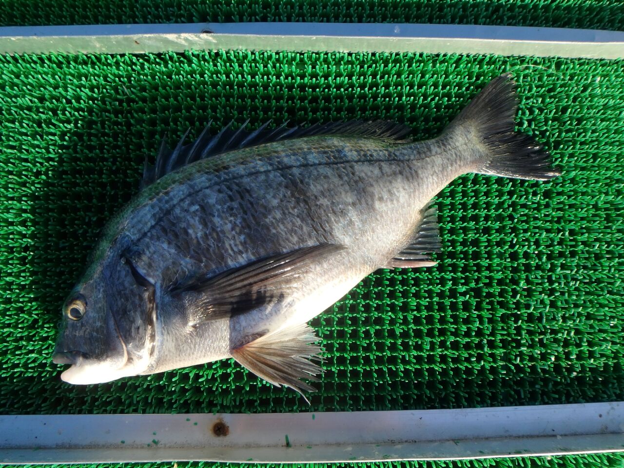 ブリラッシュ まるちょうチヌ通信