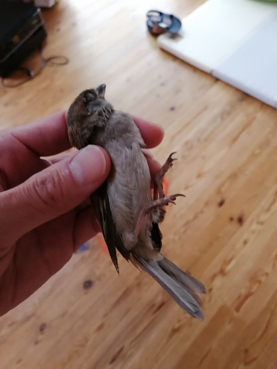 薪ストーブに鳥 スズメ が入ってきた 捕獲大作戦 いなか開拓ブログ いなぐらジャパン 薪ストーブに鳥 スズメ が入ってきた 捕獲大作戦 いなか開拓ブログ いなぐらジャパン