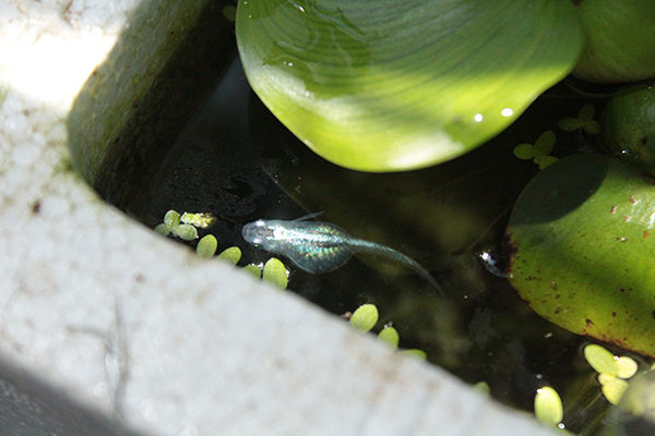 はちきれんばかりの めだかのたまごちゃん