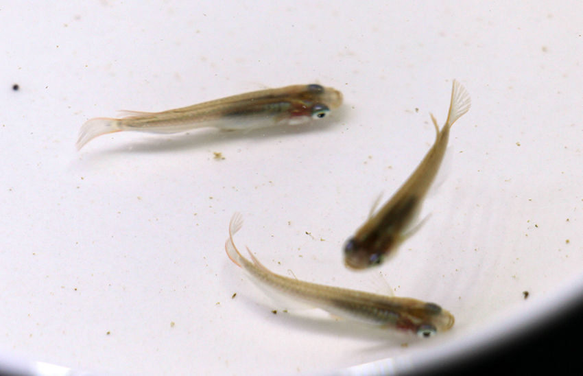 ヒレ長遺伝した めだかのたまごちゃん