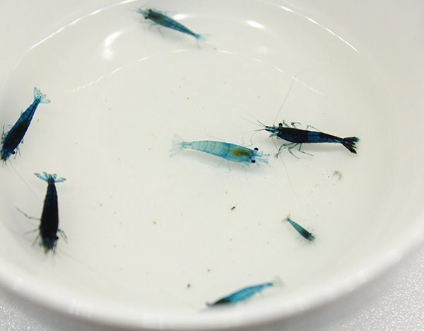 青 いエビ めだかのたまごちゃん 青 いエビ めだかのたまごちゃん