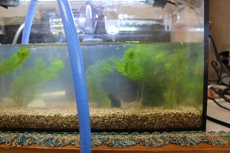 エビオストラップ めだかのたまごちゃん