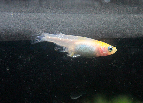 メダカの外飼育と室内飼育 めだかのたまごちゃん