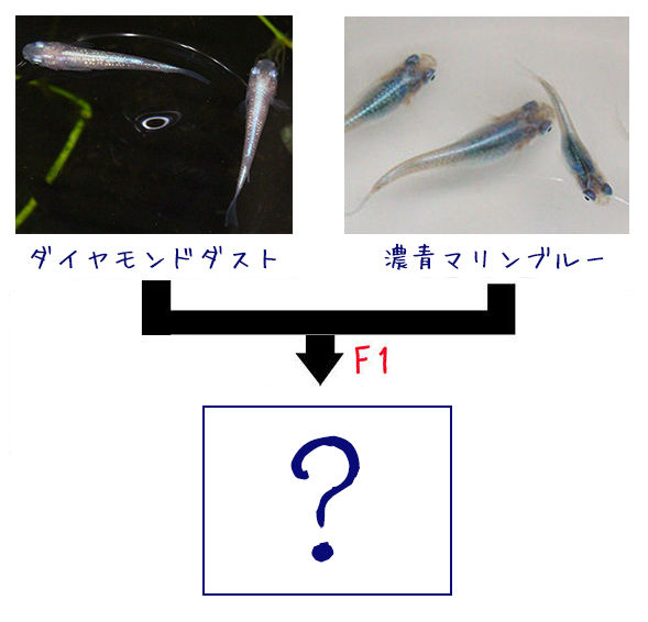 なにやってんだか ノo めだかのたまごちゃん