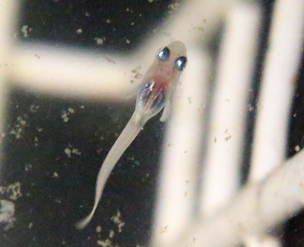 針子のエサに めだかのたまごちゃん 針子のエサに めだかのたまごちゃん