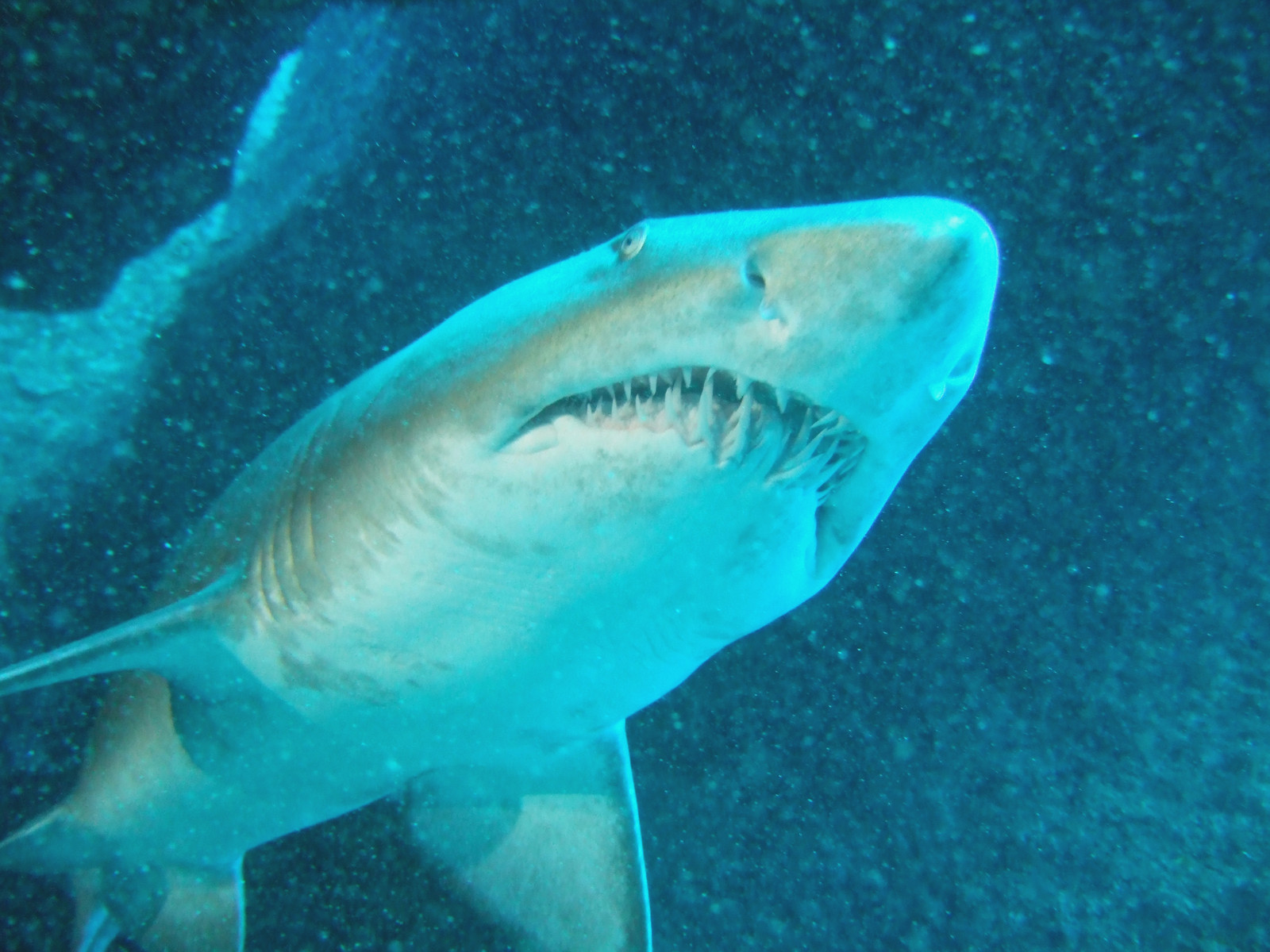 くぼたまさひとと申します Fish Eye Diving Log