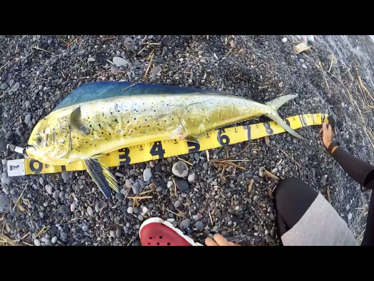 メーターシイラ 沼津サーフ Fishhook