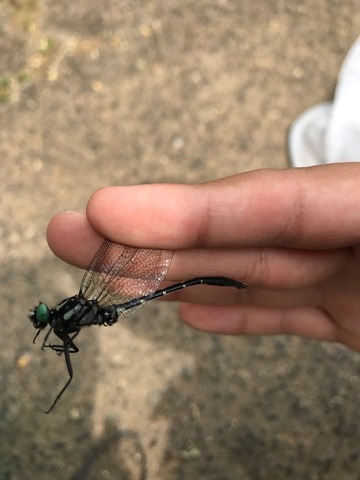 令和元年5月26日から8月12日までの虫たち さかな博士の昆虫日記