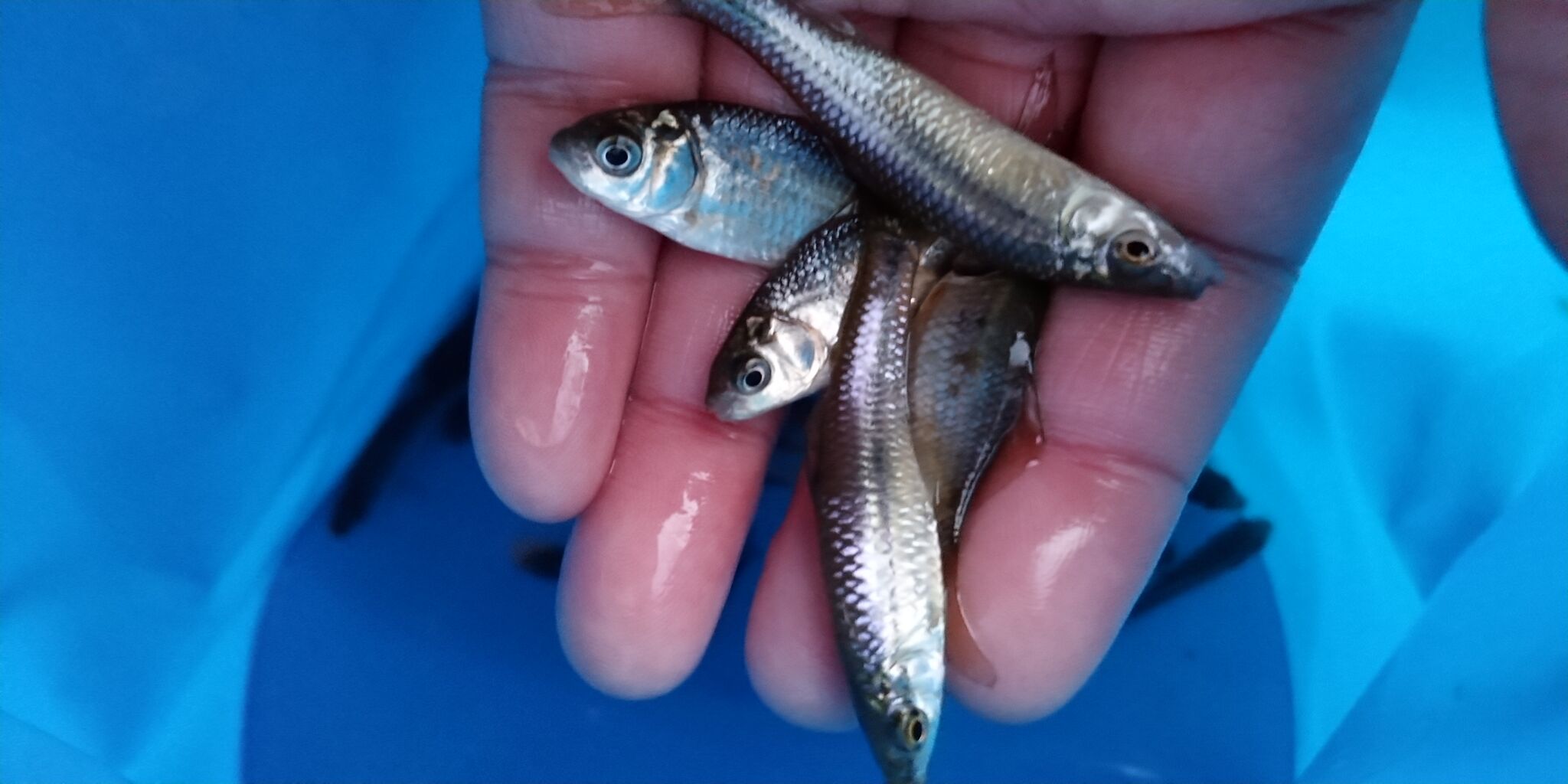 多摩川で小物釣り たのしい小鮒釣り 何でも釣ってやろう 海 川 船 メバル 多摩川で小物釣り たのしい小鮒釣り 何でも釣ってやろう 海 川 船 メバル