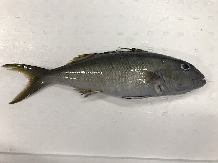 イメージ 1