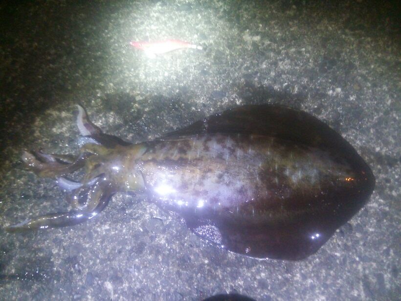 イメージ 1