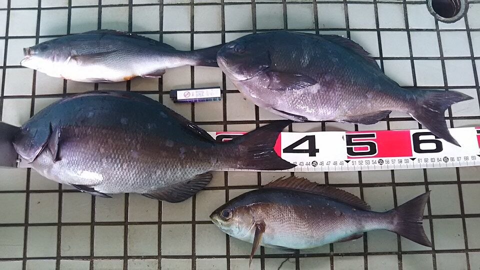 イメージ 1