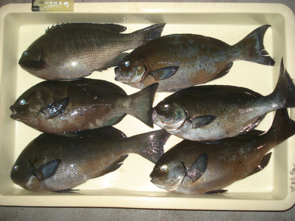 イメージ 1