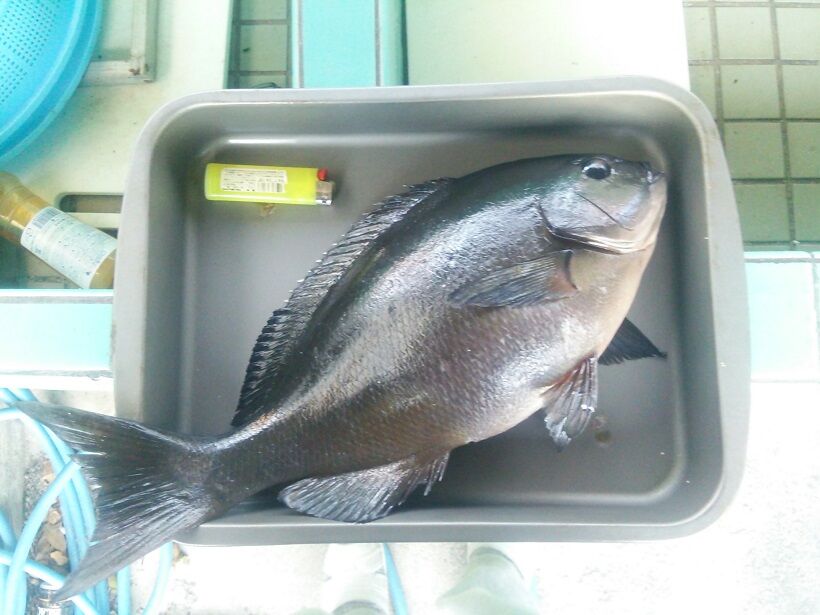 イメージ 1