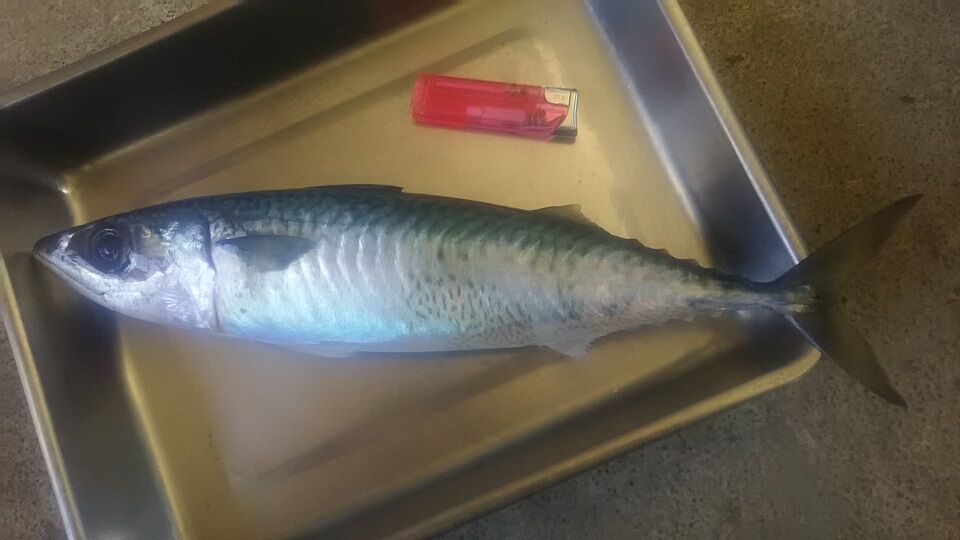 イメージ 1