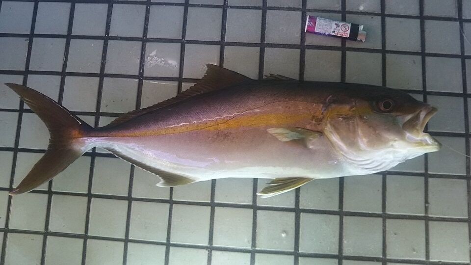 イメージ 1