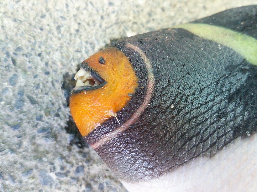イメージ 3