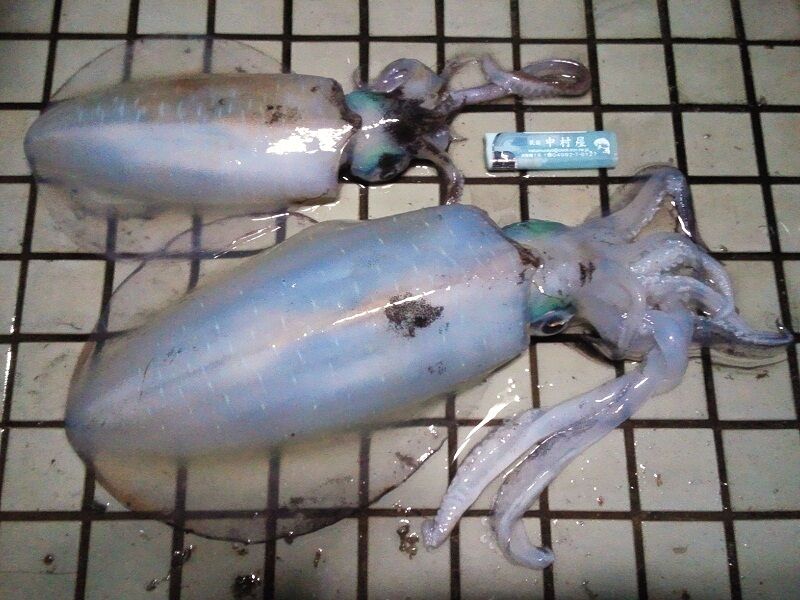 イメージ 1