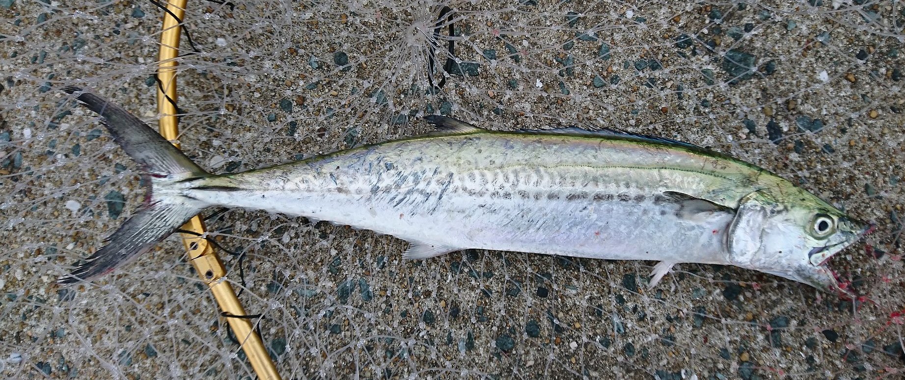 博多湾 サゴシ シーバス ２ １ぐらい シーバスって海水適応したブラックバスだと思ってた In博多湾