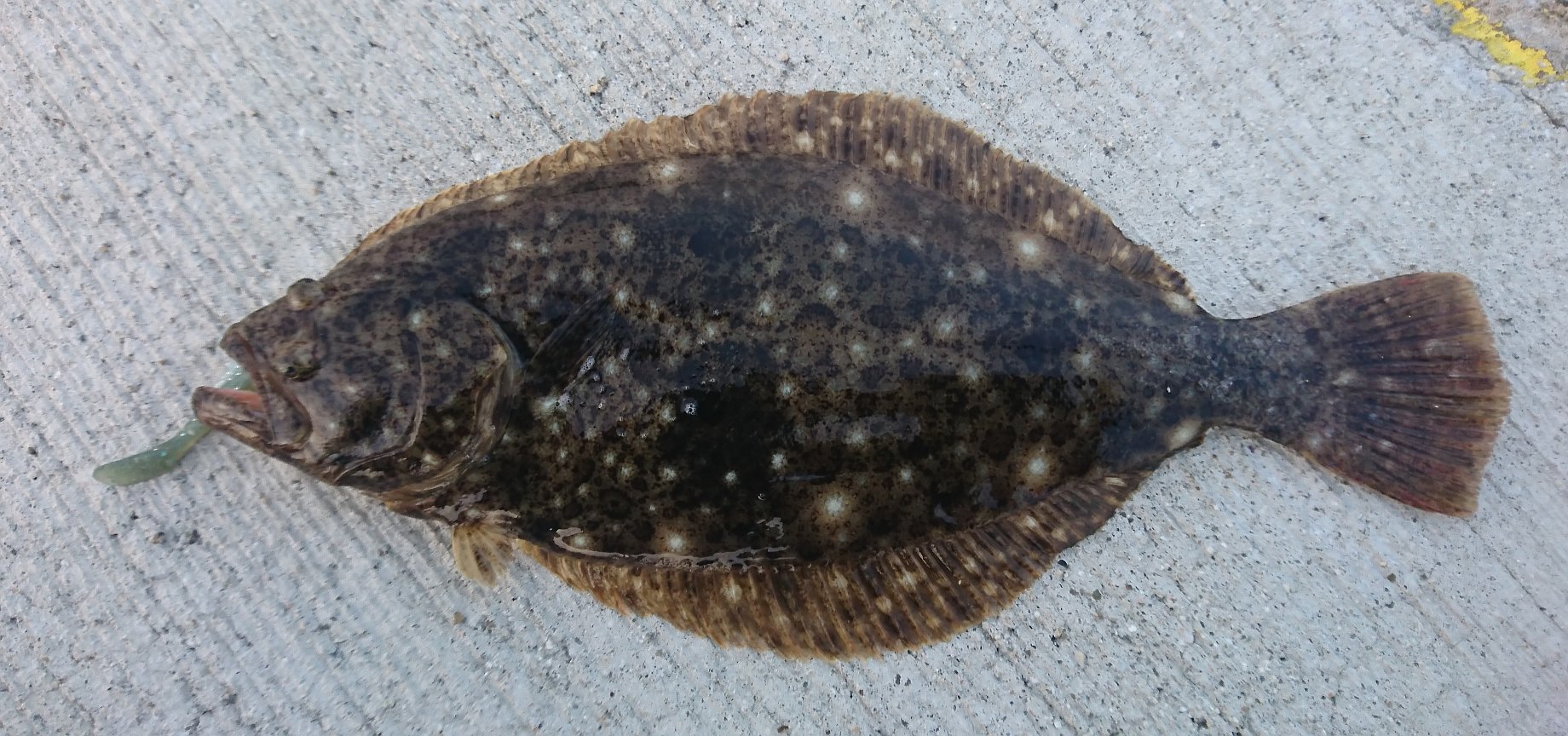 シーバス ヒラメ コウイカ シーバスって海水適応したブラックバスだと思ってた In博多湾 シーバス ヒラメ コウイカ シーバスって海水適応したブラックバスだと思ってた In博多湾