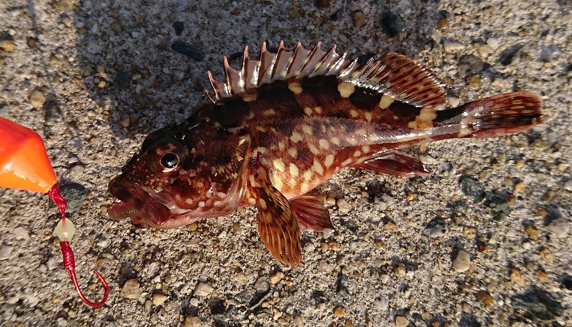 アジ メバ ガッシーを求めて シーバスって海水適応したブラックバスだと思ってた In博多湾