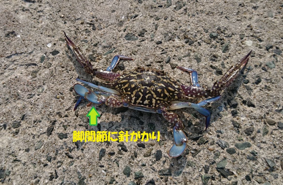 シーバスって海水適応したブラックバスだと思ってた In博多湾 シーバス シーバスって海水適応したブラックバスだと思ってた In博多湾 シーバス