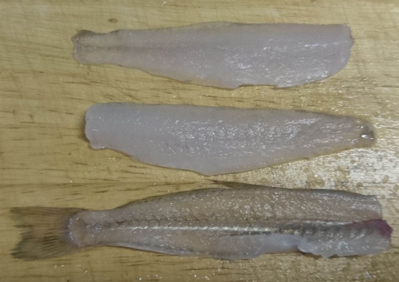 シーバスって海水適応したブラックバスだと思ってた In博多湾 釣り