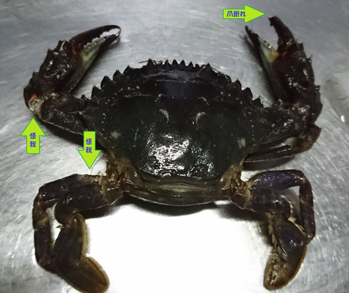 シーバスって海水適応したブラックバスだと思ってた。 in博多湾:ナイトゲームでアジング・・・の予定が歴戦の蟹