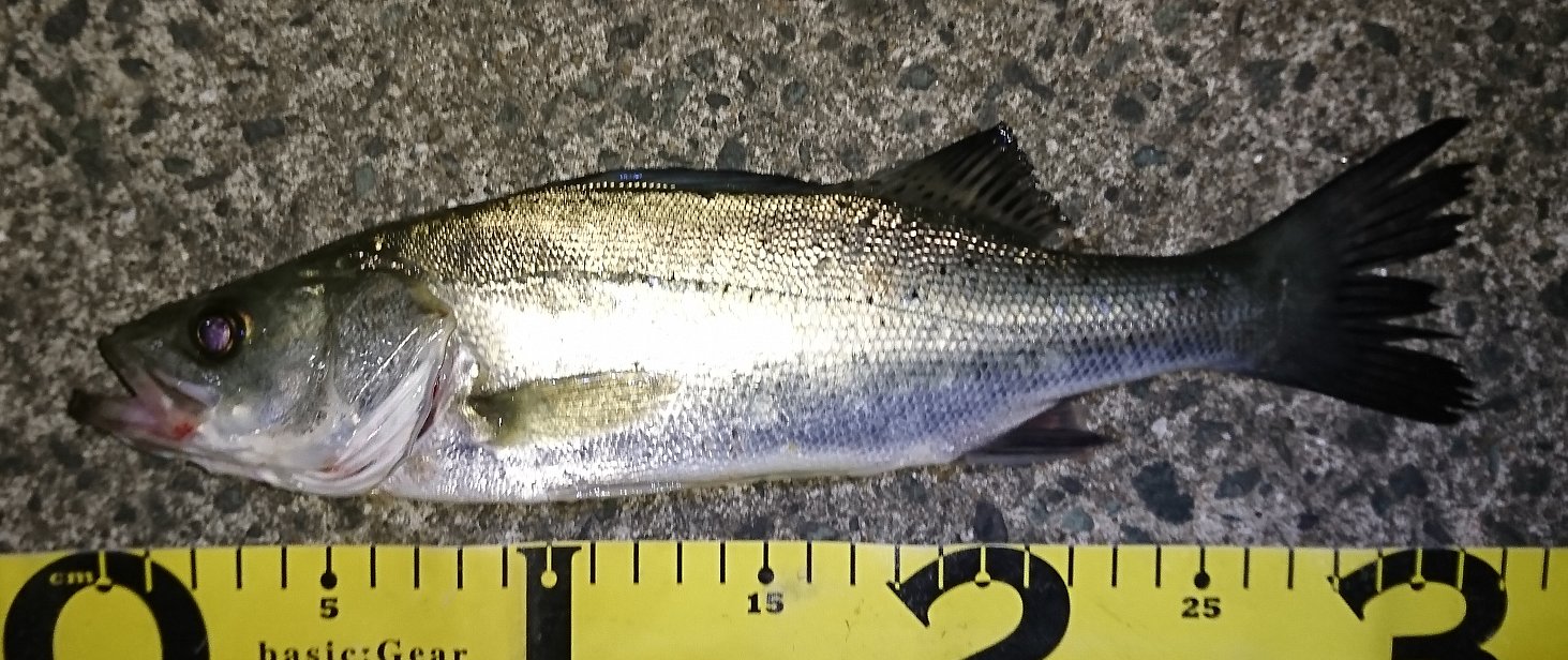ナルトビエイを触ってみる シーバスって海水適応したブラックバスだと思ってた In博多湾