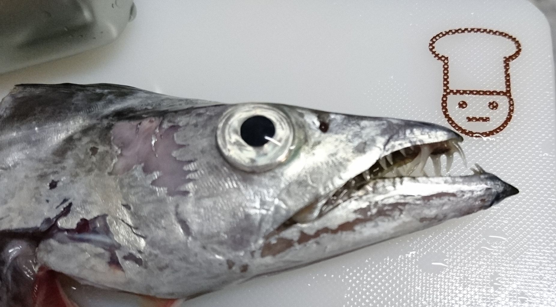シーバスって海水適応したブラックバスだと思ってた In博多湾 釣り シーバスって海水適応したブラックバスだと思ってた In博多湾 釣り