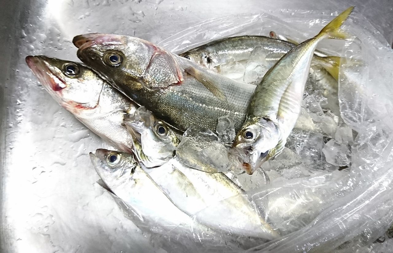 シーバスって海水適応したブラックバスだと思ってた In博多湾 シーバス