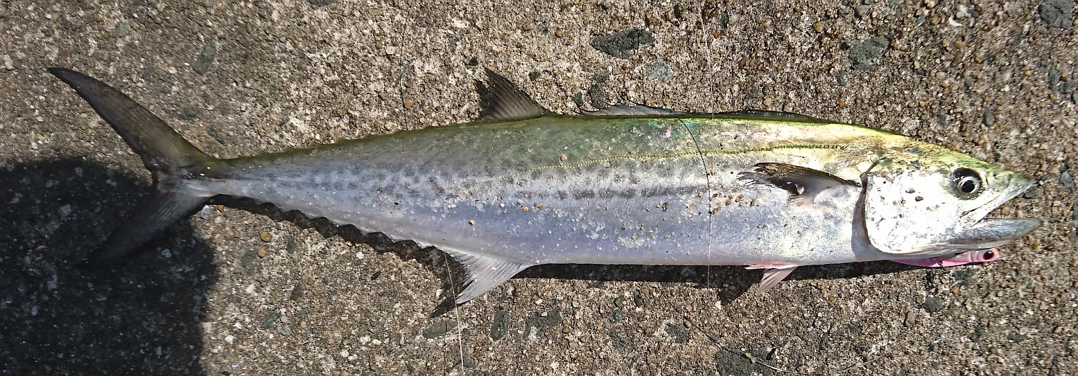 寝坊の沖防 シーバスとサゴシとエイ そのまま神頼みへ シーバスって海水適応したブラックバスだと思ってた In博多湾