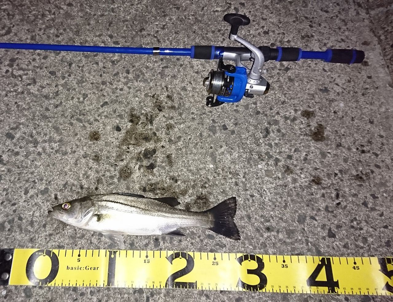 安いロッド リールでもシーバスは釣れる シーバスって海水適応したブラックバスだと思ってた In博多湾