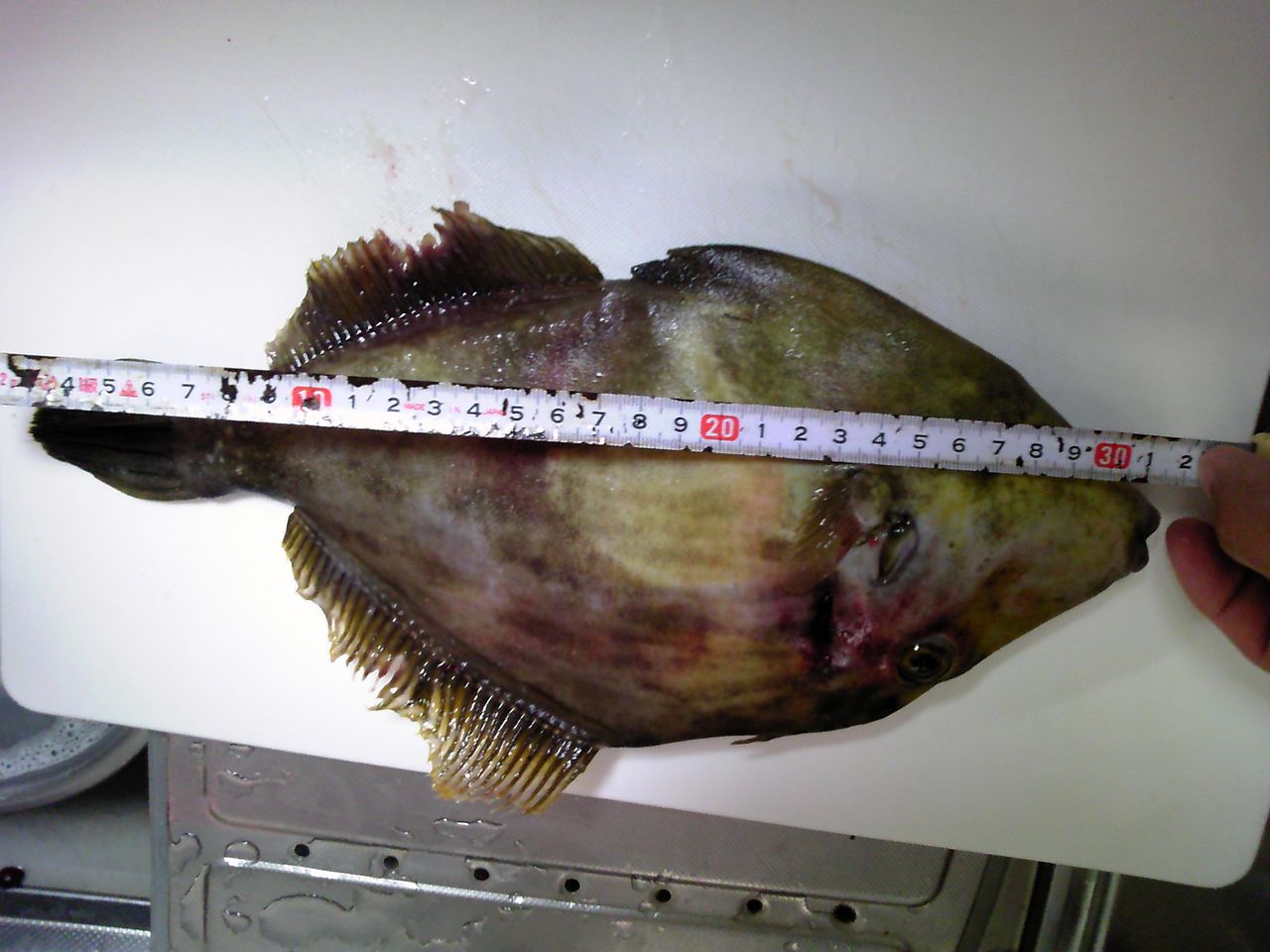 色んな物を釣って 採って 食べる 横浜フィッシングセンターしまむら 色んな物を釣って 採って 食べる 横浜フィッシングセンターしまむら