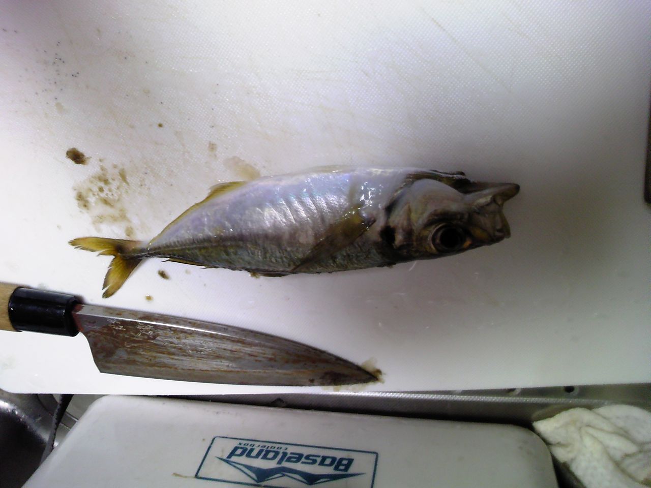 色んな物を釣って 採って 食べる 横浜フィッシングセンターしまむら 色んな物を釣って 採って 食べる 横浜フィッシングセンターしまむら