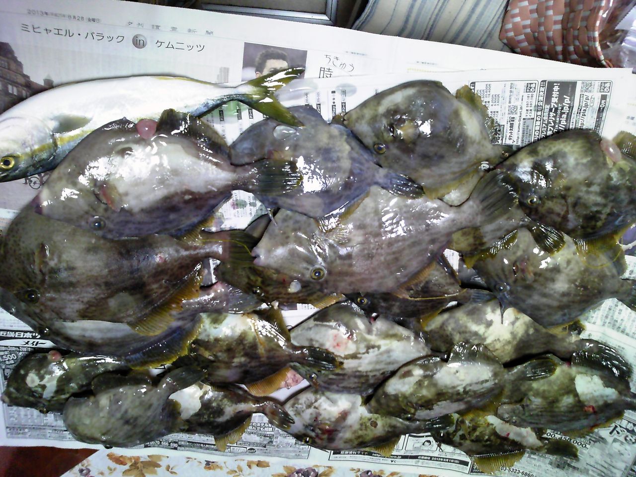 色んな物を釣って 採って 食べる 横浜フィッシングセンターしまむら 色んな物を釣って 採って 食べる 横浜フィッシングセンターしまむら