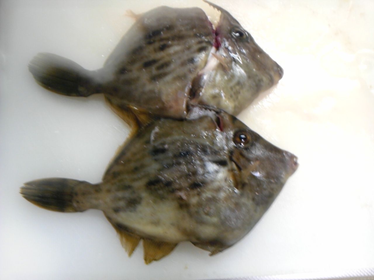 長い江ノ島釣行記 横浜フィッシングセンターしまむら