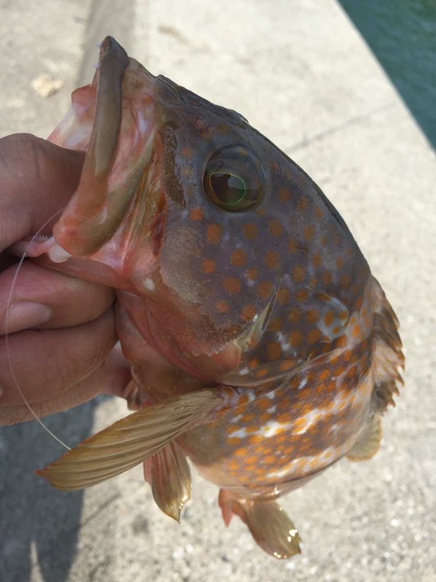 瀬戸内デイ アコウ検証 まるちゃんのfishing Report 瀬戸内デイ アコウ検証 まるちゃんのfishing Report