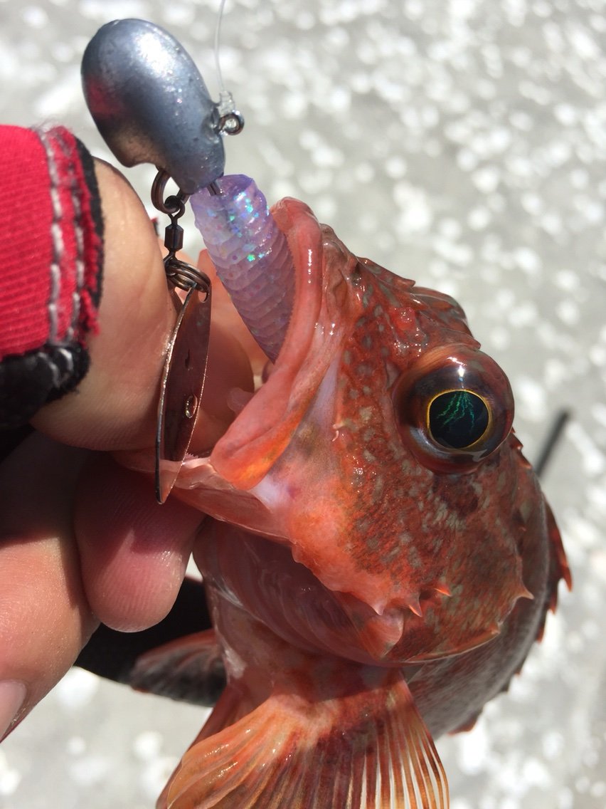 瀬戸内デイ アコウ検証 まるちゃんのfishing Report 瀬戸内デイ アコウ検証 まるちゃんのfishing Report