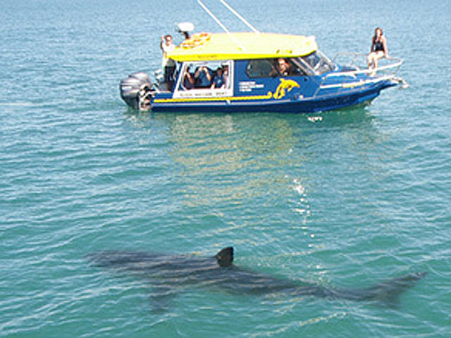 グレート ホワイト シャーク Fishing New Zealand グレート ホワイト シャーク Fishing New Zealand