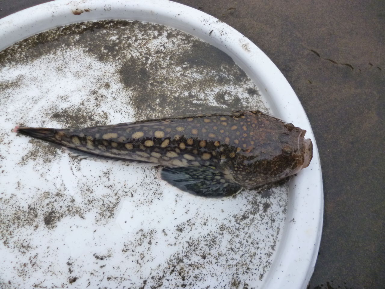 投げ釣り Fishing New Zealand 投げ釣り Fishing New Zealand