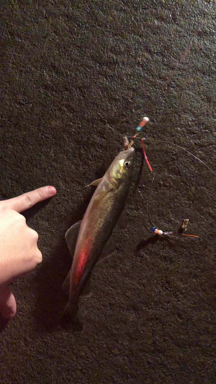 19年コマイ釣り 好調気味 東の蝦夷の釣りぶろぐ