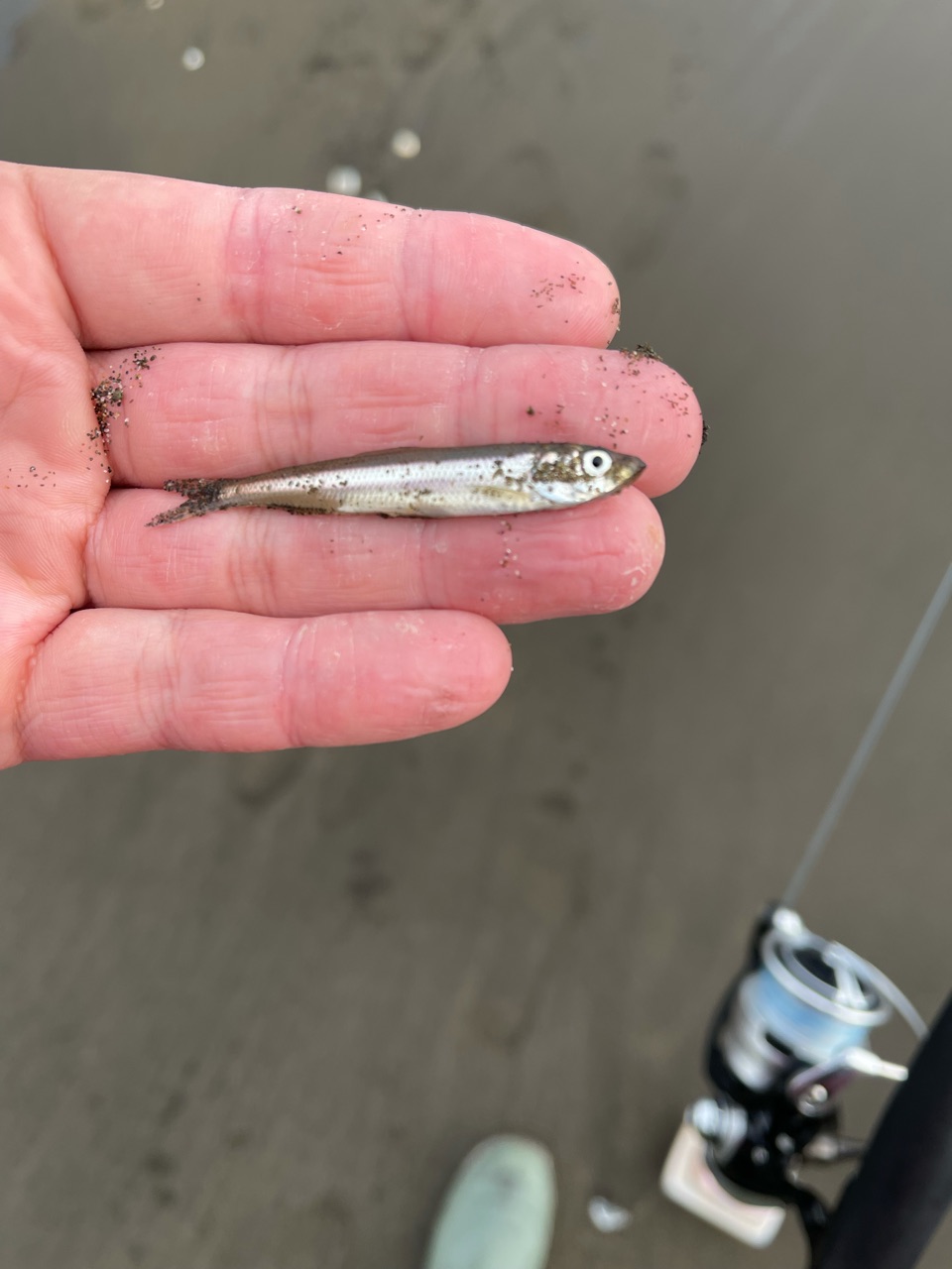 カラフトマス釣行2日目 In能取 東の蝦夷の釣りぶろぐ カラフトマス釣行2日目 In能取 東の蝦夷の釣りぶろぐ