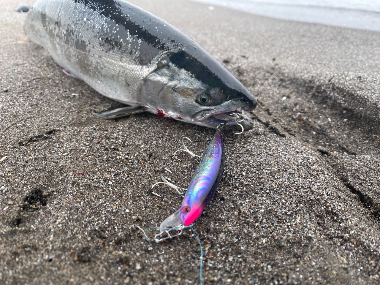 網走北浜でまたもオス海サクラマス アスリート12ssのあのカラーがハマった 東の蝦夷の釣りぶろぐ 網走北浜でまたもオス海サクラマス アスリート12ssのあのカラーがハマった 東の蝦夷の釣りぶろぐ